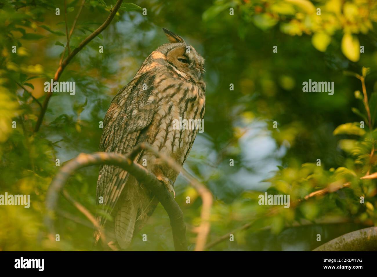 Primo piano di un giovane gufo dalle orecchie lunghe (Asio otus) seduto e dormendo su un ramo denso nel profondo della corona. Fauna selvatica tranquilla scena di ritratti di uccelli in natura Foto Stock