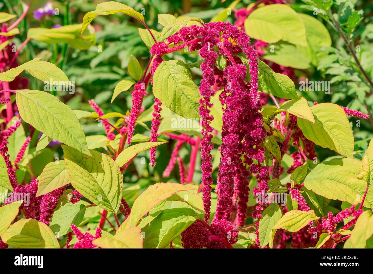 splendido sfondo naturale nel giardino estivo Foto Stock