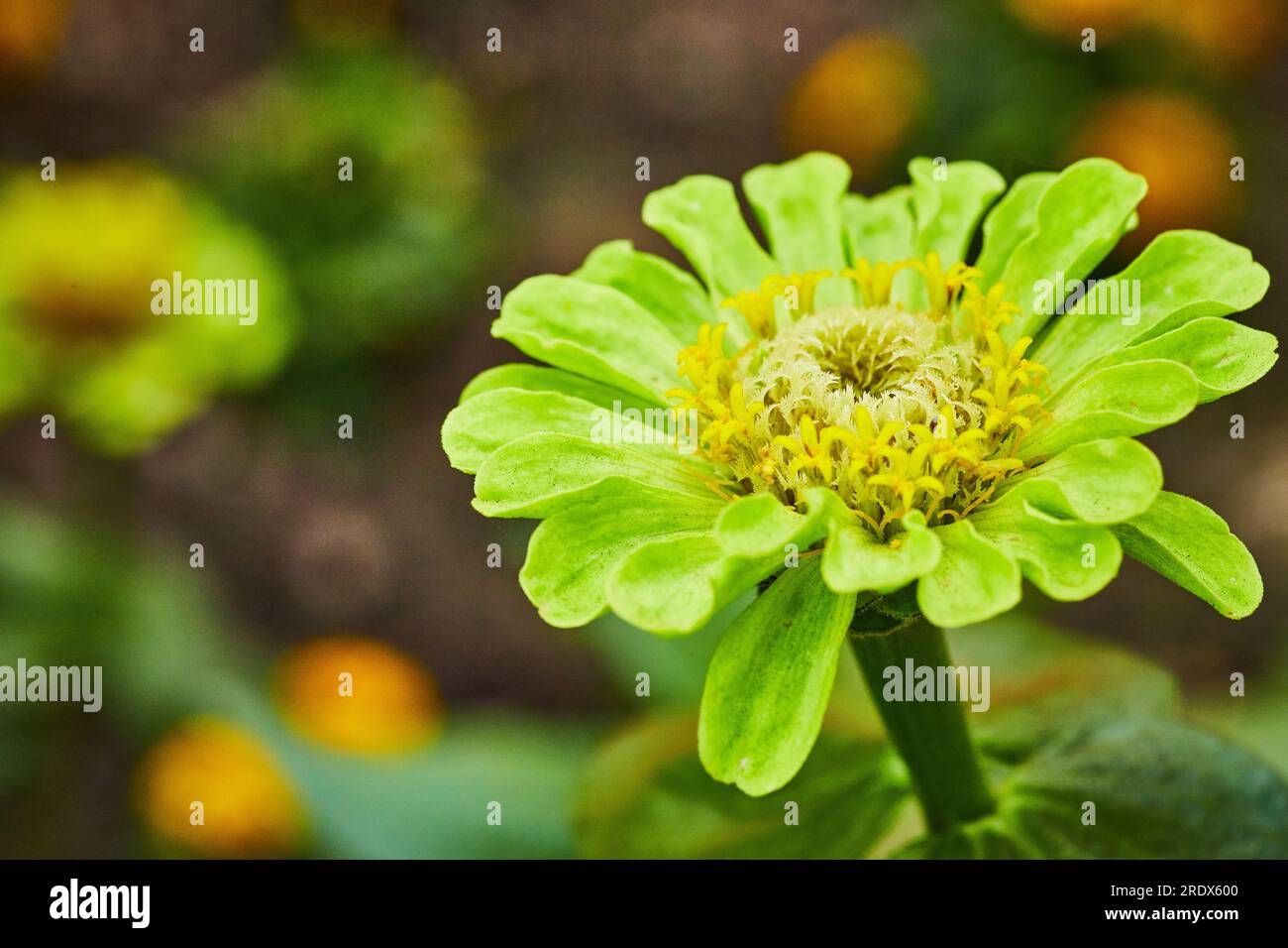 Zinnia elegge il fiore Queen Lime in piena fioritura con sfondo sfocato macro Foto Stock