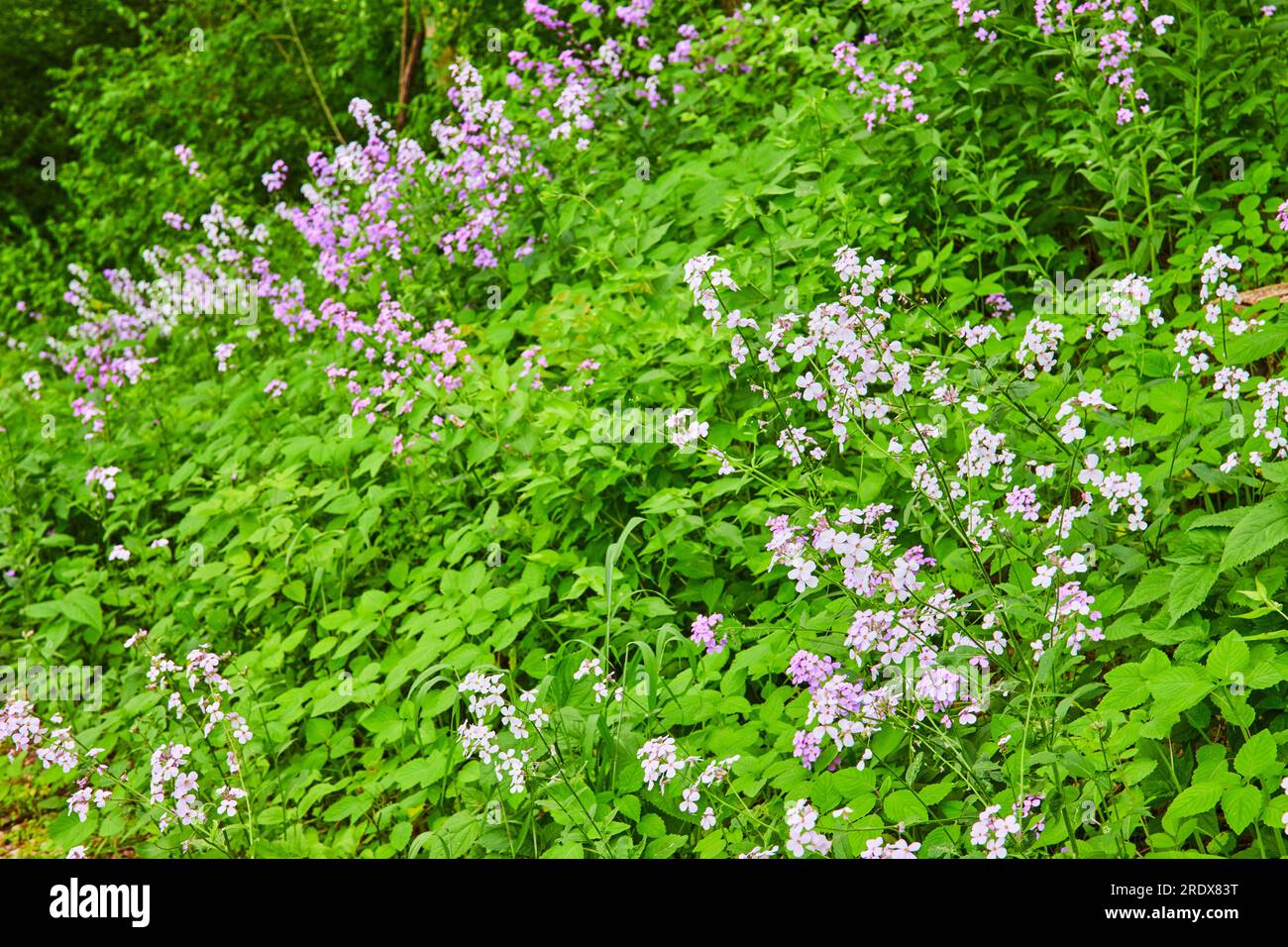 Collina ricoperta di piante verdi e fiori viola e bianchi Dames Rocket e Oxalis Triangularis-2 Foto Stock