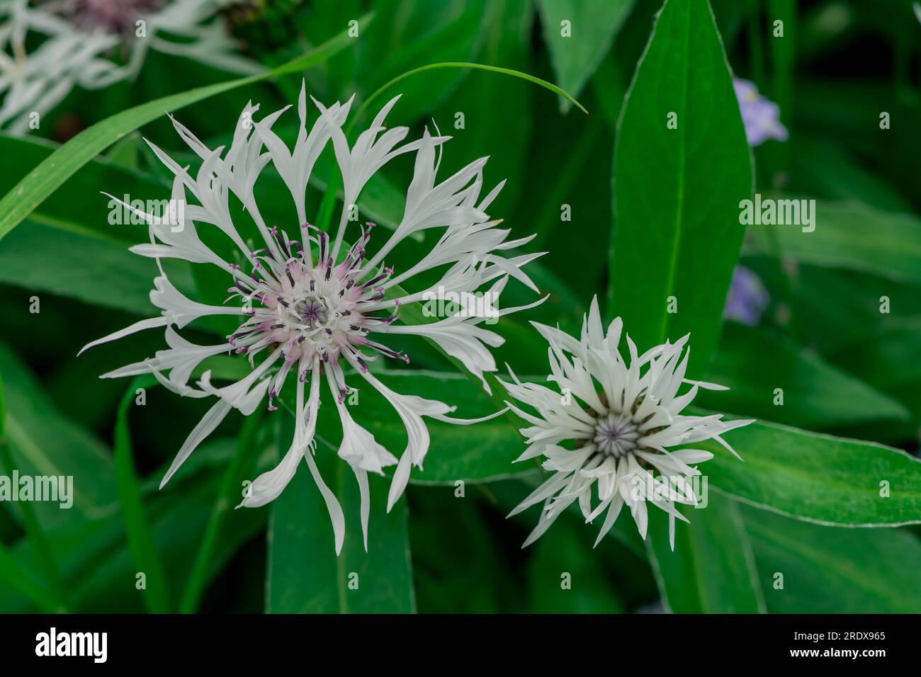 splendido sfondo naturale con fiori estivi Foto Stock