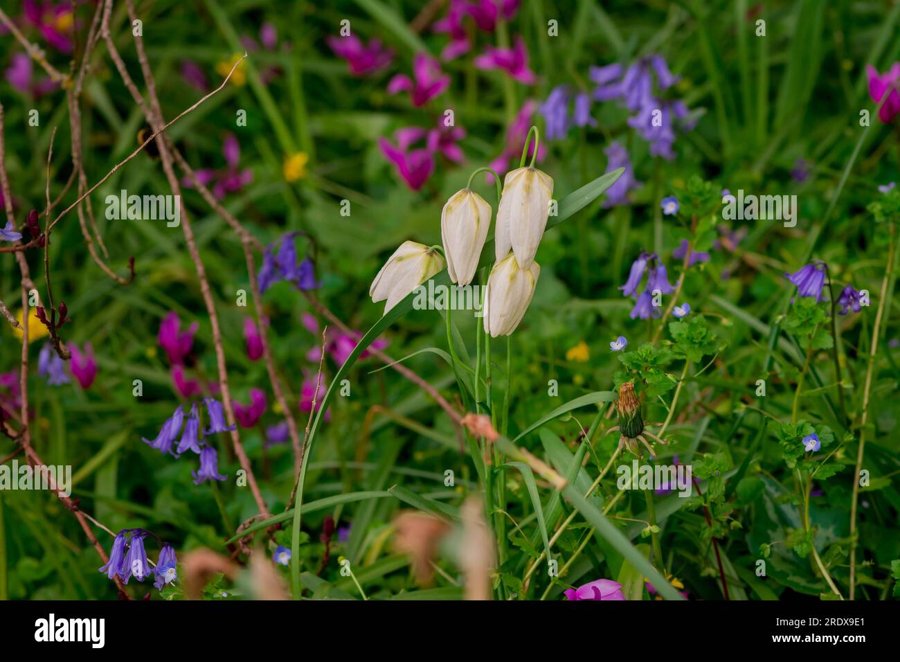 splendido sfondo naturale con fiori estivi Foto Stock