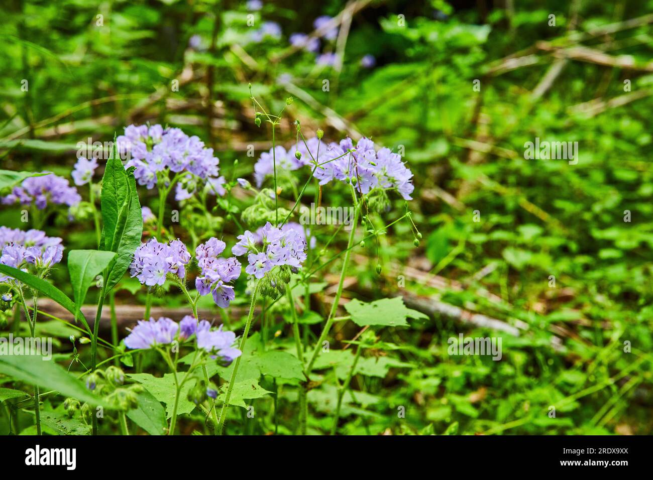 Fascio di fiori viola, petali color lavanda, grande cespuglio di foglie d'acqua, piante fiorite Foto Stock