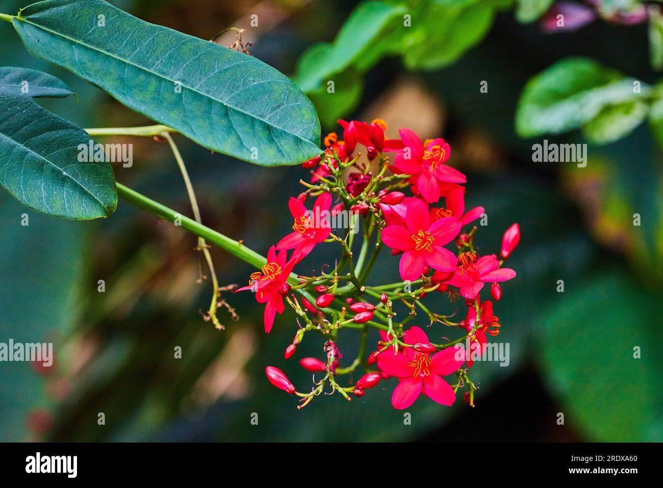 Vista ravvicinata orizzontale del gambo di Peregrina con piccanti fiori e gemme rossi di Jatropha Integerrim Foto Stock