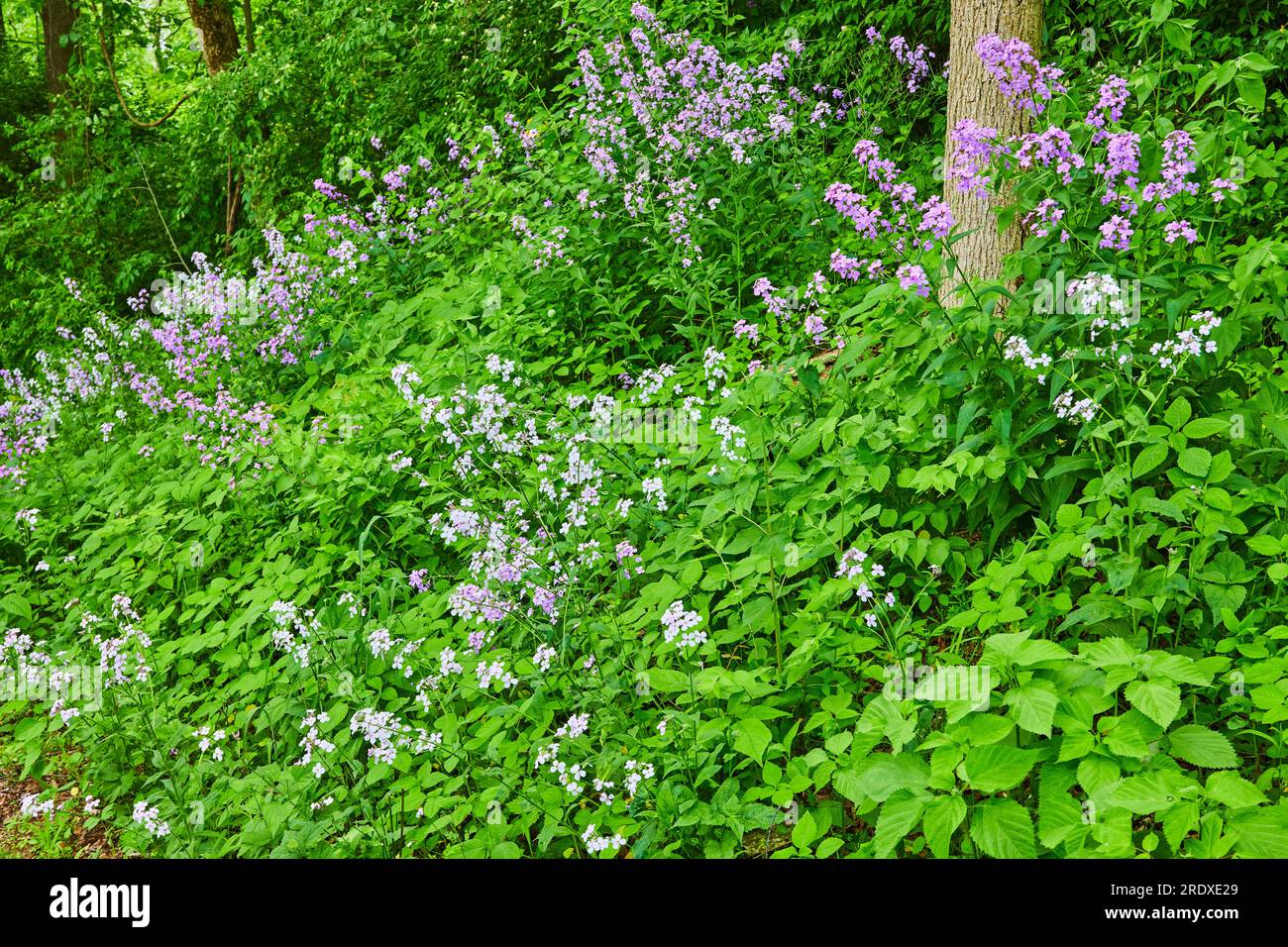 Collina ricoperta di piante verdi e fiori viola e bianchi Dames Rocket e Oxalis Triangularis Foto Stock