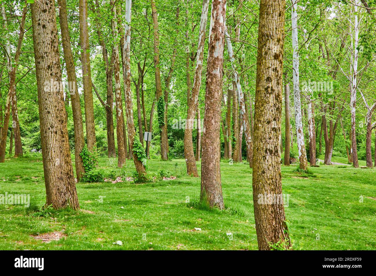 Parco forestale con lontane indicazioni all'indietro e alti alberi di betulla e acero ricoperti di muschio Foto Stock