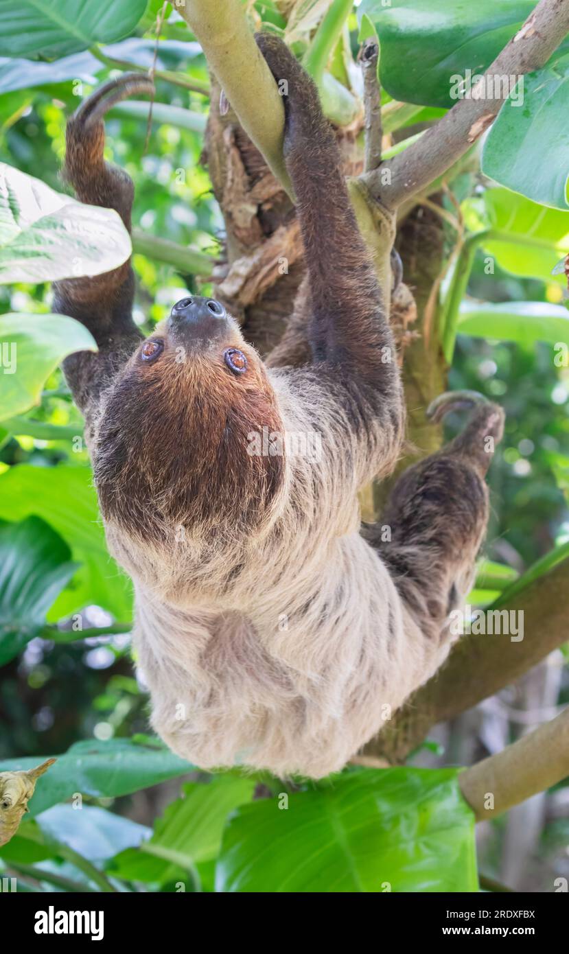 Il bradipo a due dita di Hoffmann (Choloepus hoffmanni) su un albero Foto Stock