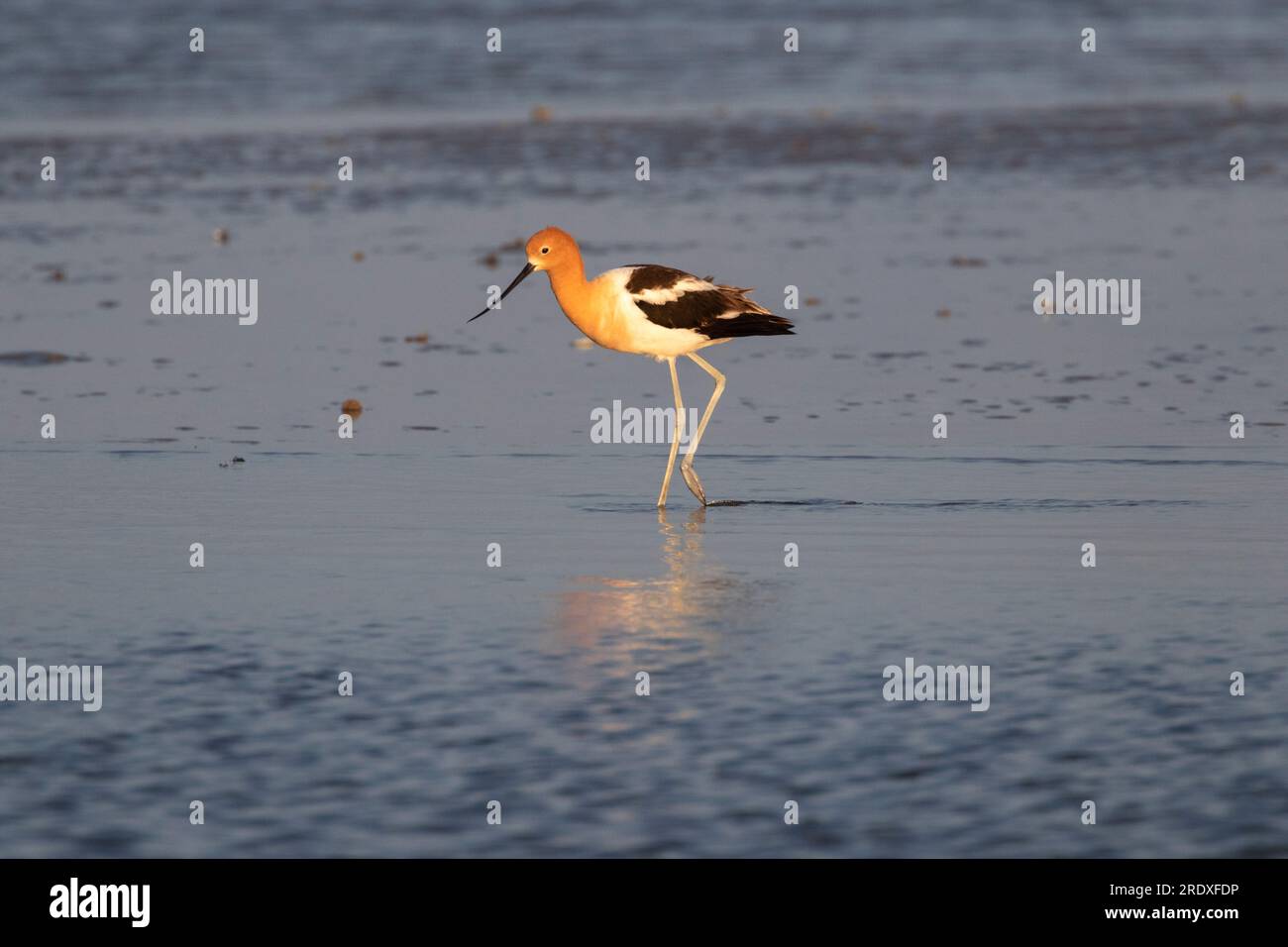 L'avoceta americana che si nutre in un oceano, Galveston, Texas Foto Stock