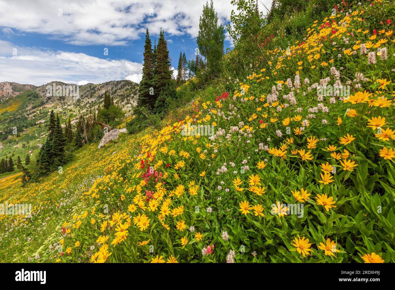 Fiori Selvatici, Albion bacino, poco pioppi neri americani Canyon, Montagne Wasatch, Utah Foto Stock