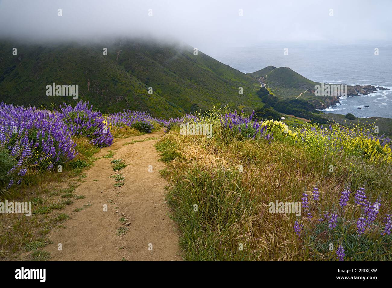 Sentiero escursionistico curvo con fiori selvatici su entrambi i lati della collina costiera in una giornata nebbiosa. Foto Stock