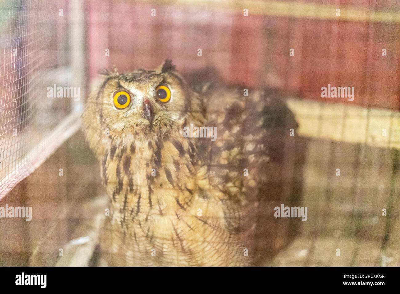 Gufo in gabbia. Uccello allo zoo. Gufo selvatico dietro le sbarre. Foto Stock