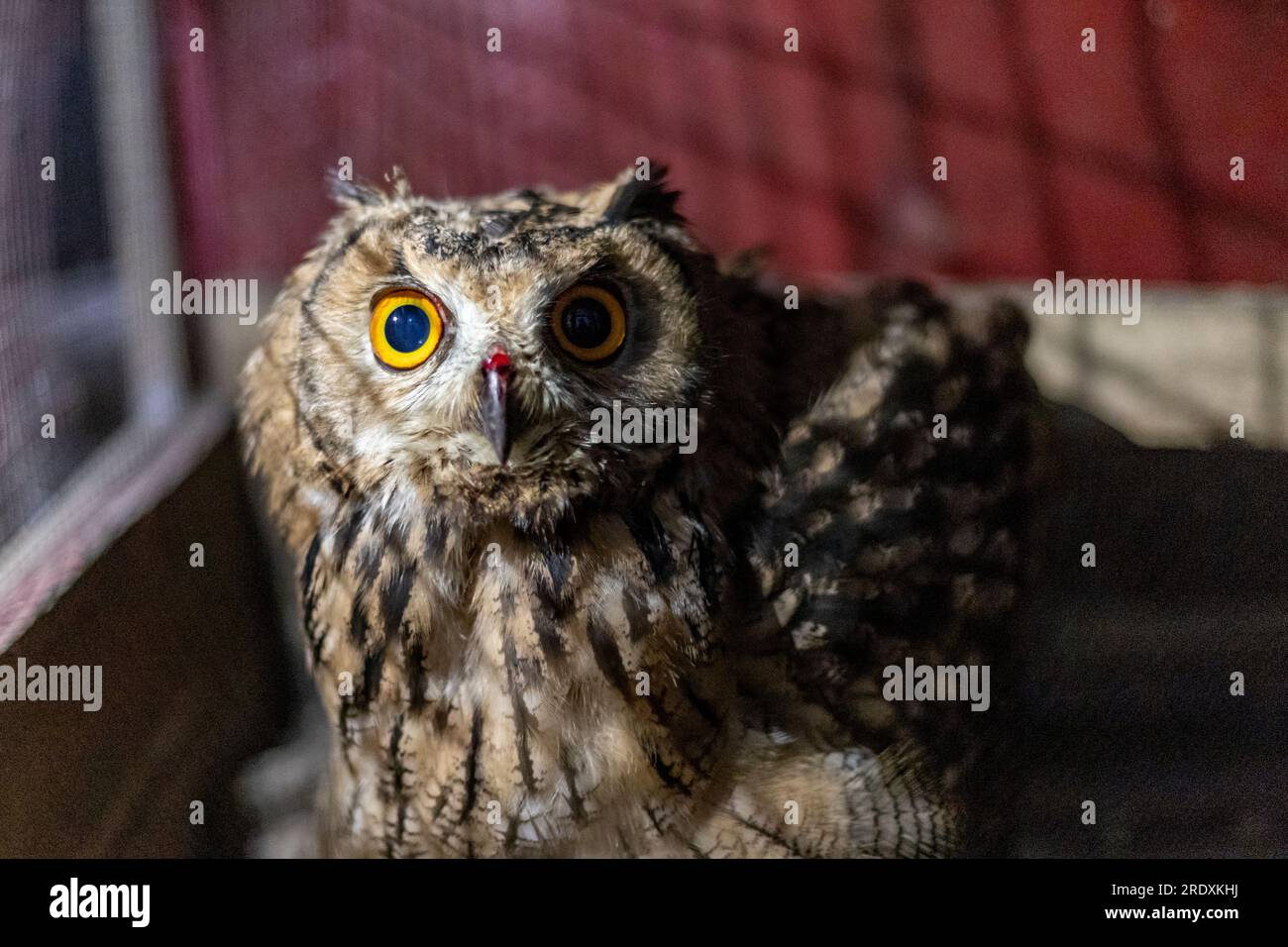 Gufo in una gabbia ravvicinata con messa a fuoco selettiva e sfondo sfocato Foto Stock