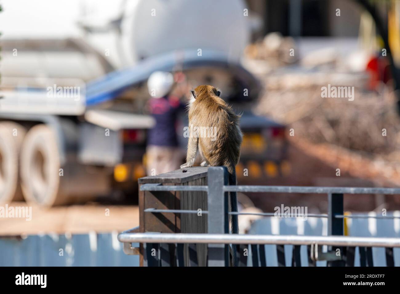 Un macaco dalla coda lunga guarda la costruzione di un complesso residenziale pubblico Waterway Sunrise da Sunrise Gateway, Singapore Foto Stock