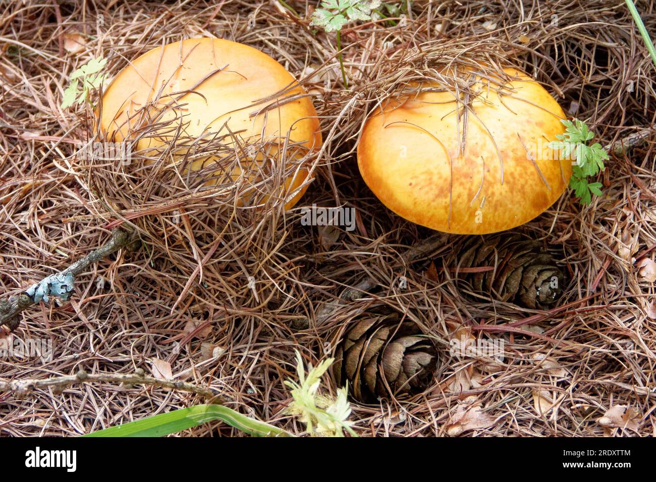 Suillus grevillei (comunemente noto come bolete di Greville e bolete di larice) cresce solo sotto gli alberi di larice. Foto Stock