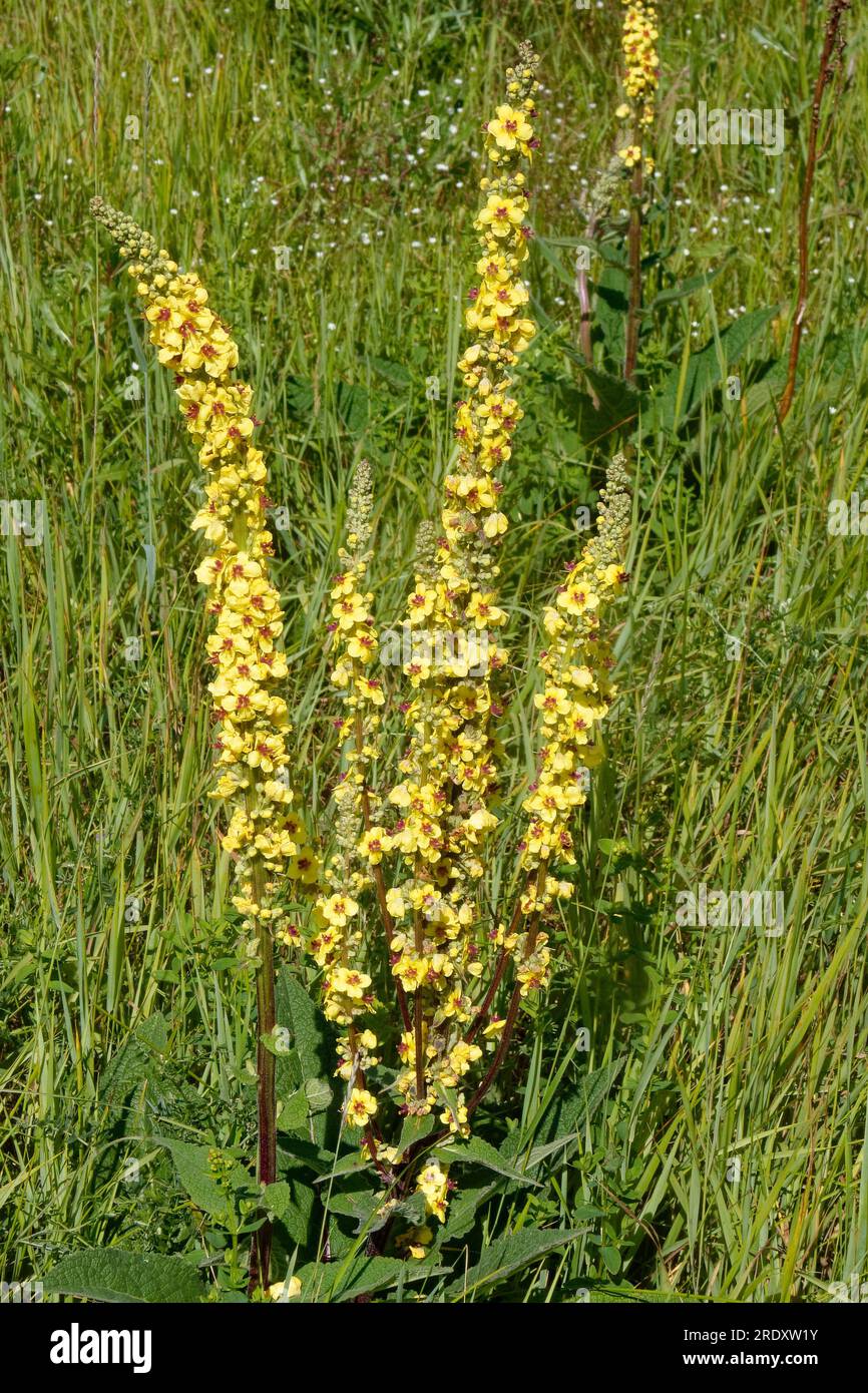 Il Verbascum nigrum, la mulleina nera o mulleina scura, è una specie di pianta erbacea perenne biennale o di breve durata. Foto Stock