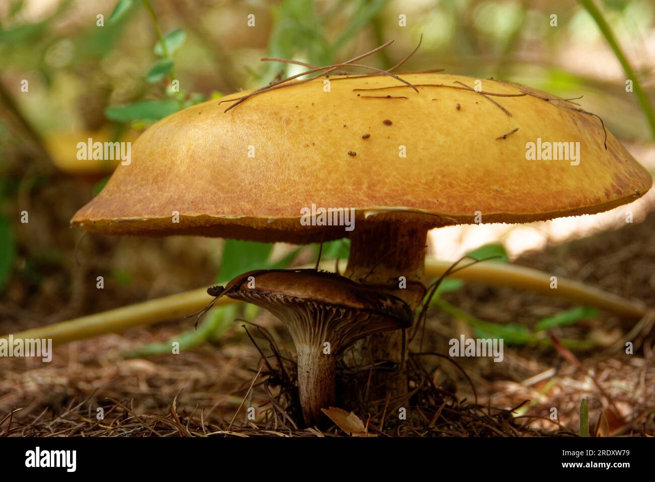 Suillus grevillei (comunemente noto come bolete di Greville e bolete di larice) cresce solo sotto gli alberi di larice. Foto Stock