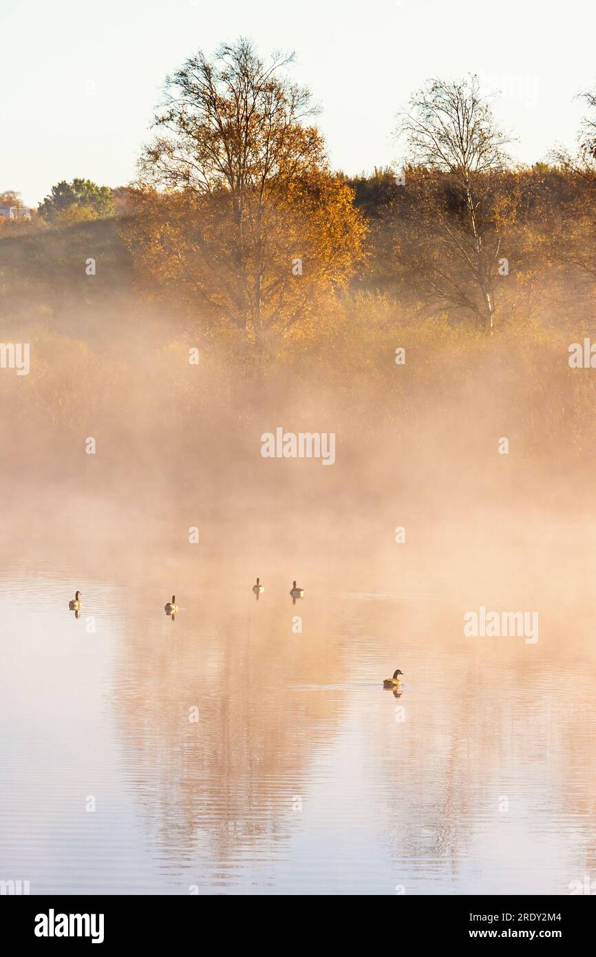 Gregge di uccelli su un lago nebbioso in autunno Foto Stock