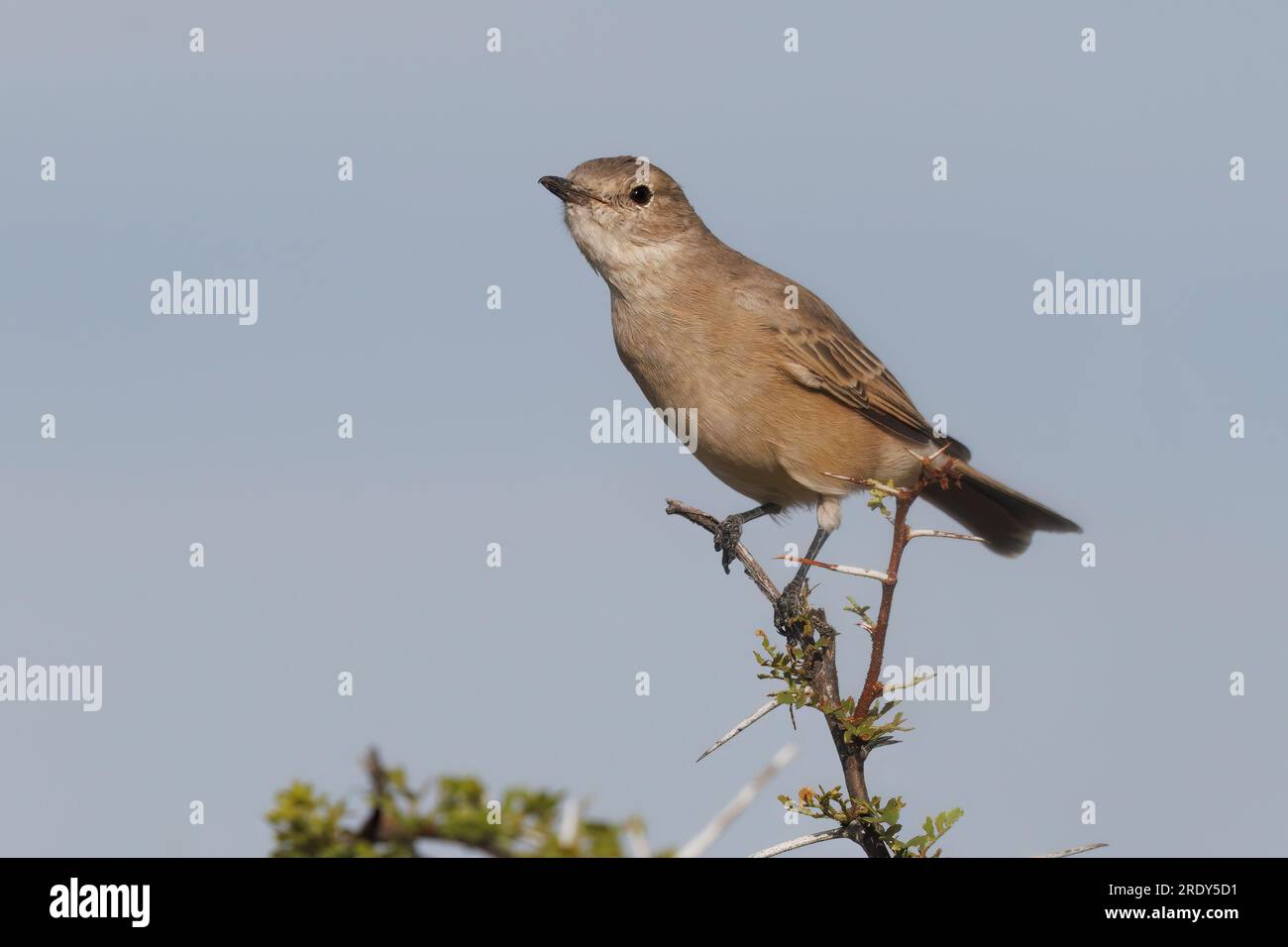 Chat Flycatcher, Etosha, Namibia, marzo 2023 Foto Stock