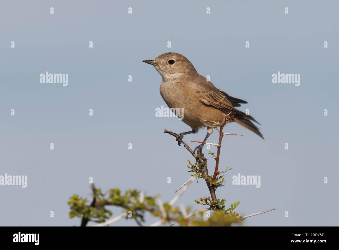 Chat Flycatcher, Etosha, Namibia, marzo 2023 Foto Stock