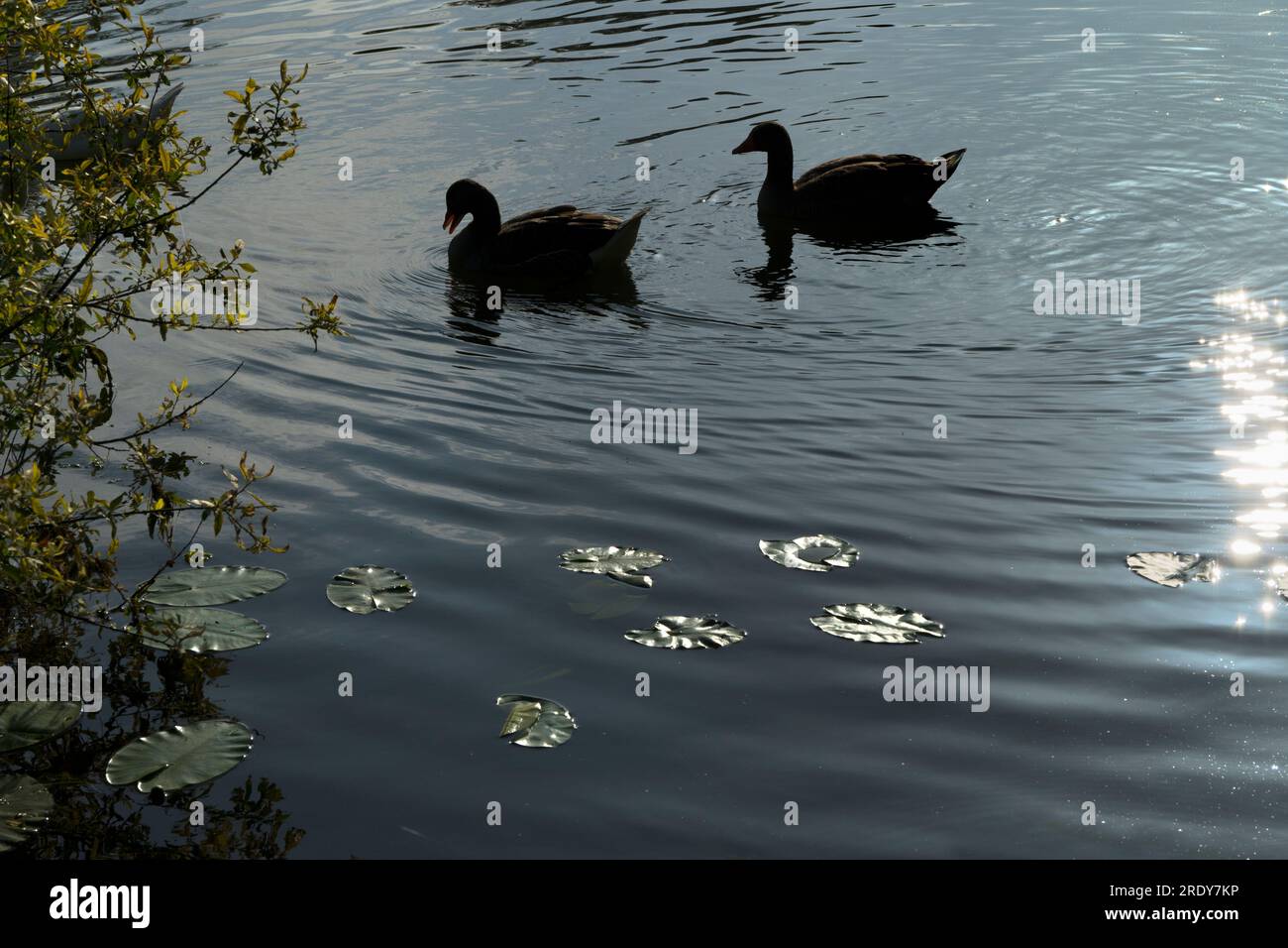 Appena dopo Sandford Lock sul Tamigi, vediamo questa serena composizione di anatre, riflessi e tamponi di giglio. E' mattina presto, e sono sul mio wal quotidiano Foto Stock