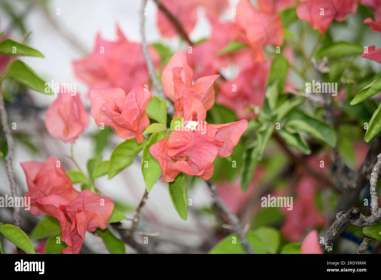 Bougainvillea "Rosenka" (Bougainvillea glabra) cultivar con bratti rosa tulipano : (pix Sanjiv Shukla) Foto Stock