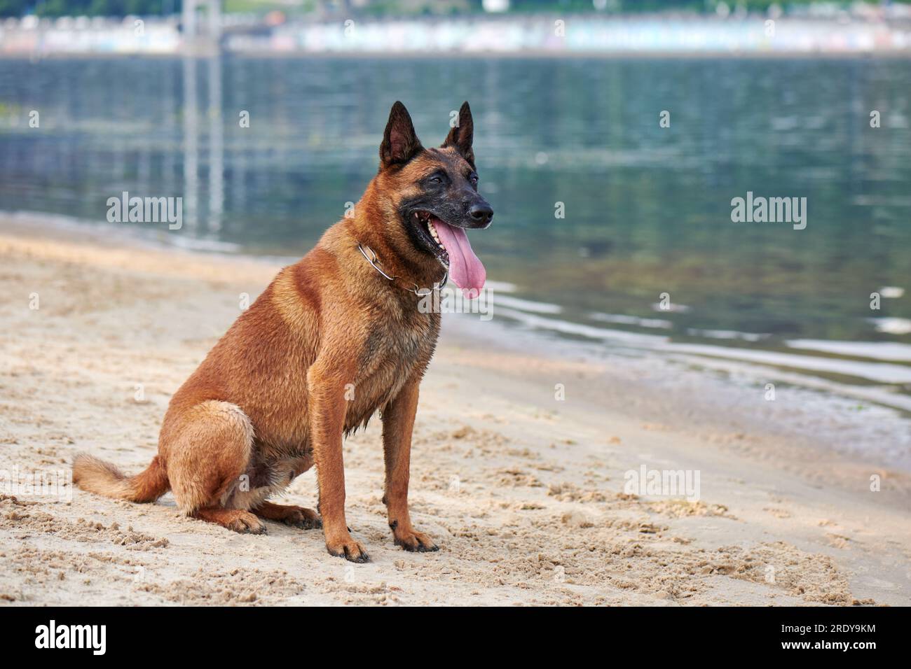 Ritratto del cane belga Malinois Shepherd seduto su una spiaggia Foto Stock