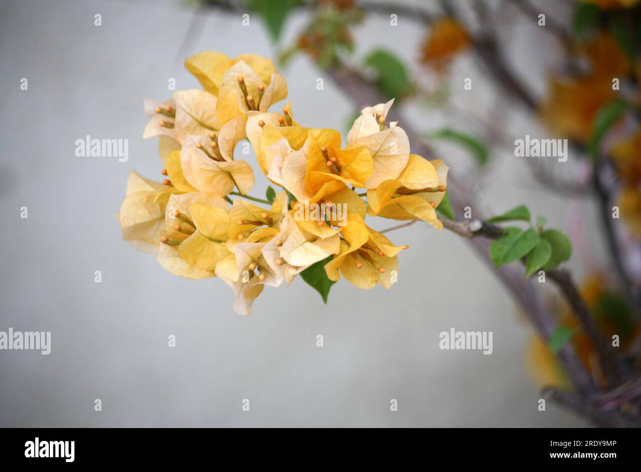 Bougainvillea 'Sunvillea Cream' (Bougainvillea glabra) cultivar con bratti gialli di zafferano : (pix Sanjiv Shukla) Foto Stock