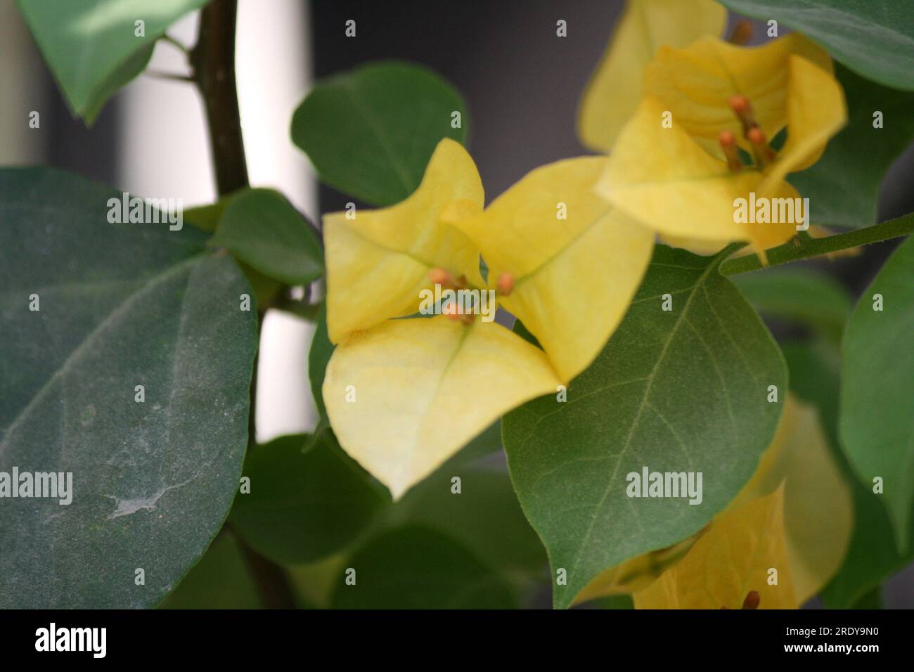 Bougainvillea 'Sunvillea Cream' (Bougainvillea glabra) cultivar con bratti gialli di zafferano : (pix Sanjiv Shukla) Foto Stock