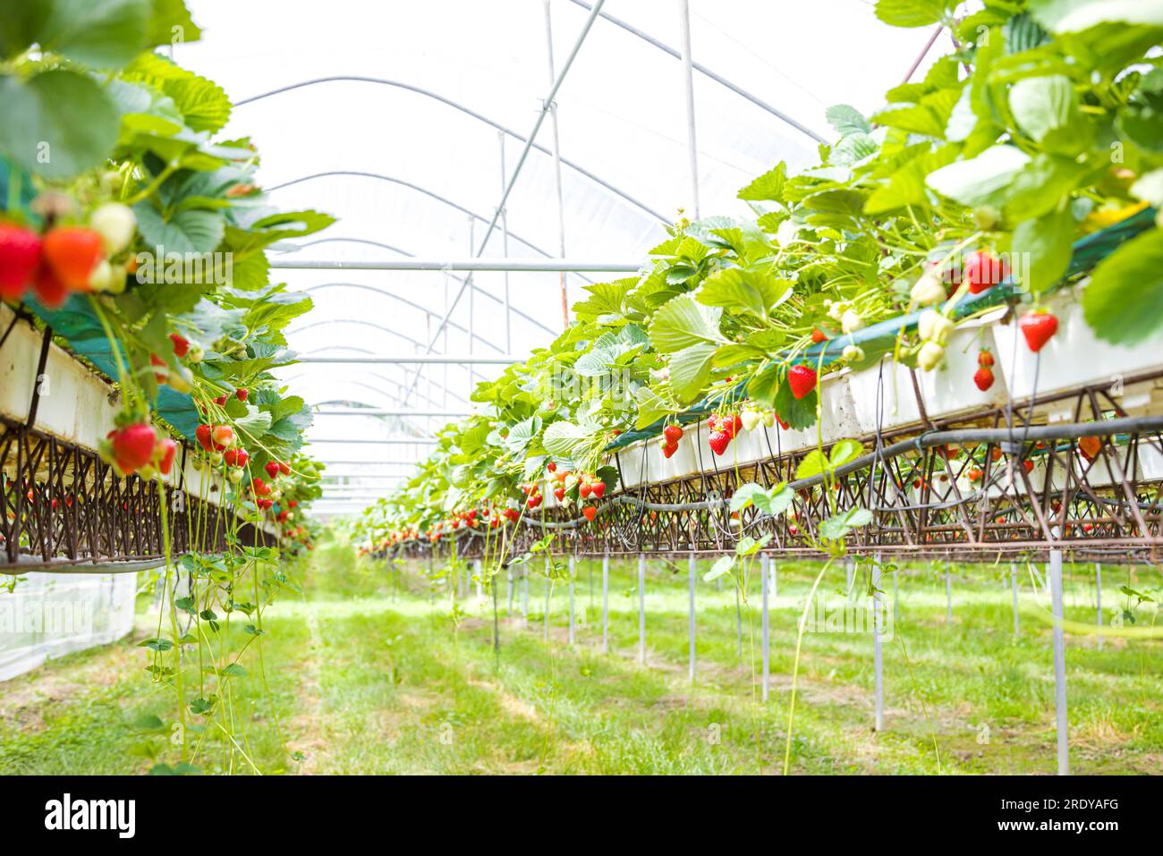 Piantagione di fragole in primavera Foto Stock