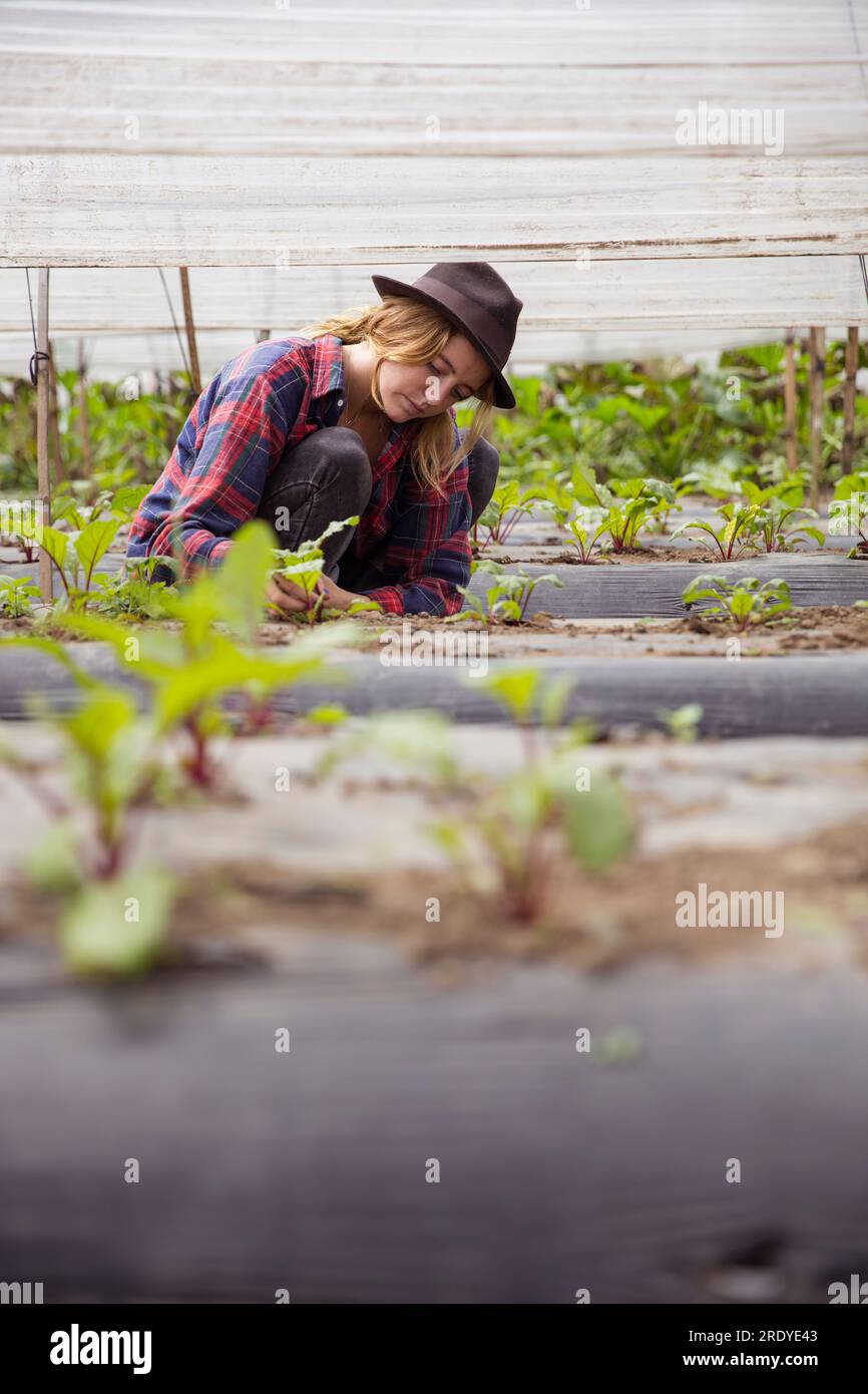 Giovane agricoltore che lavora in azienda Foto Stock