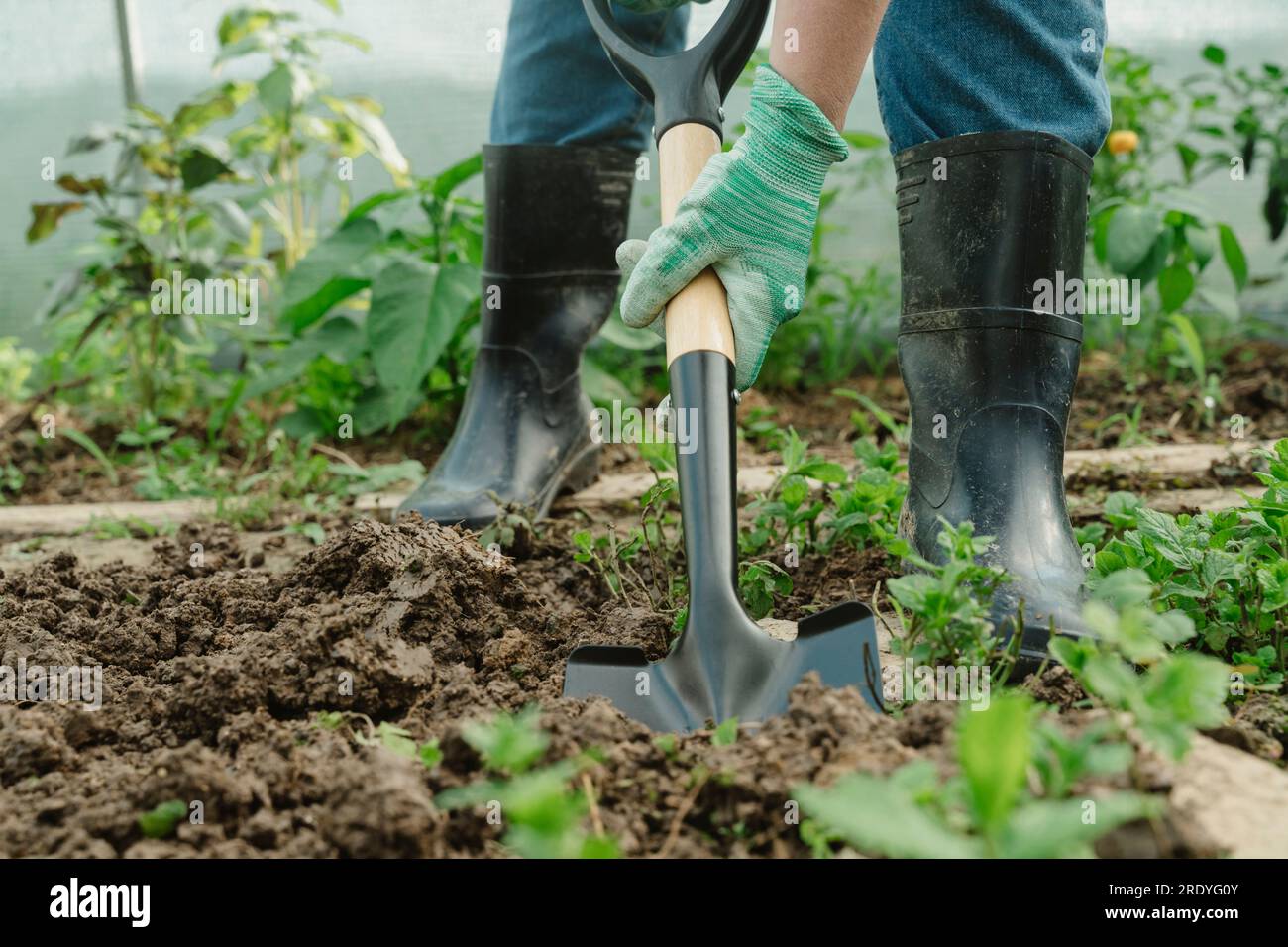 Coltivatore che scava terreno con una pala in serra Foto Stock