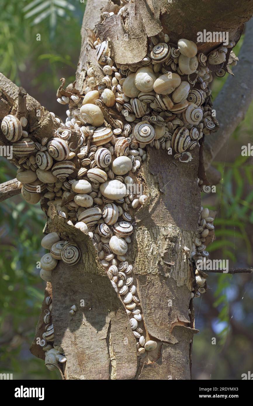 Molte lumache costiere mediterranee o lumache bianche italiane si sono riunite in un ramo di un tronco, Theba pisana, Helicidae Foto Stock
