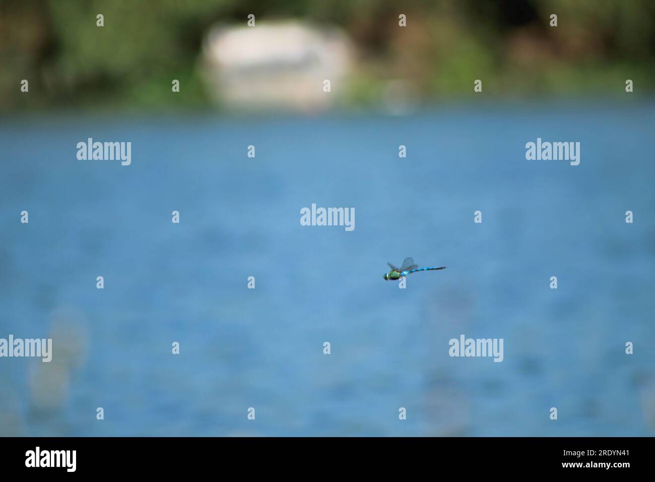 La libellula blu vola in natura. Sfondo blu del mare sfocato. Messa a fuoco selettiva sulla libellula blu. Foto Stock