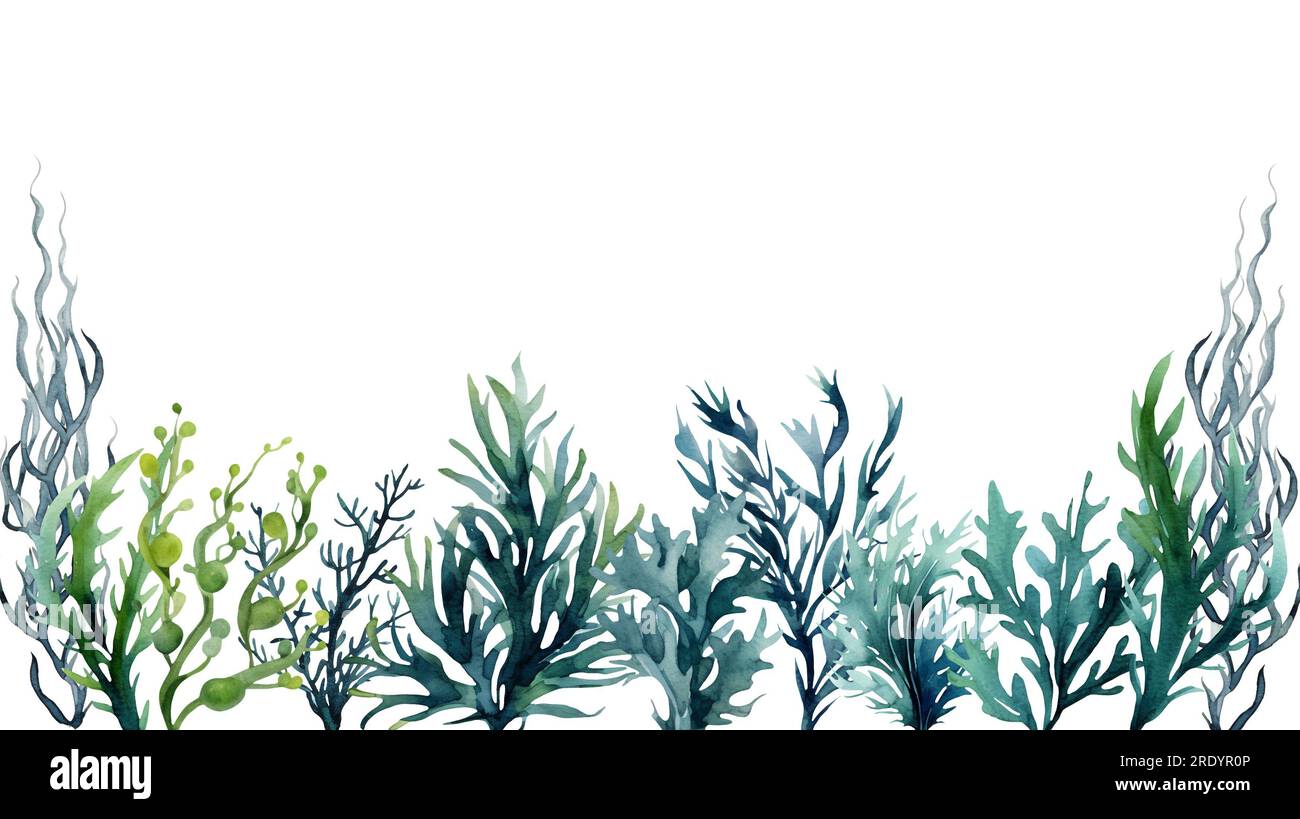 Piante sottomarine di alghe marine. Illusione di acquerello Laminaria verde isolata su sfondo hite. Nautica Foto Stock