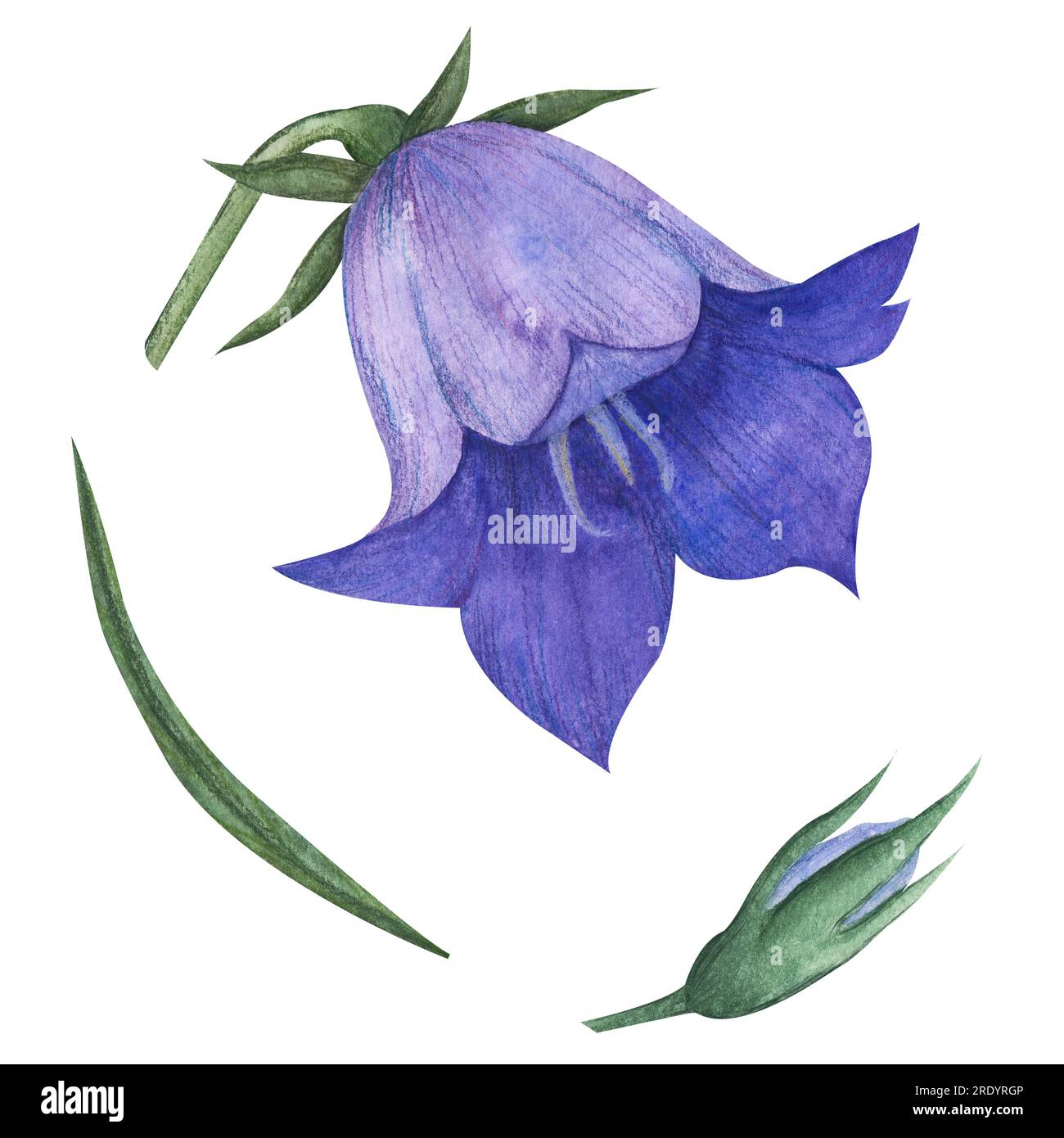 Acquerello Blue Bell Flower. Set disegnato a mano con fiori e boccioli. Illustrazione di Campanula su sfondo bianco isolato. Disegno per Foto Stock