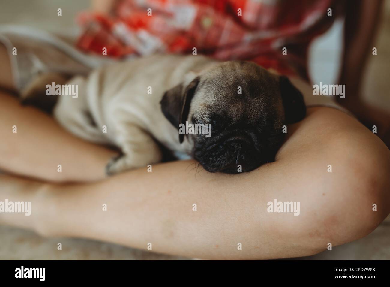 Cucciolo di sonno Foto Stock