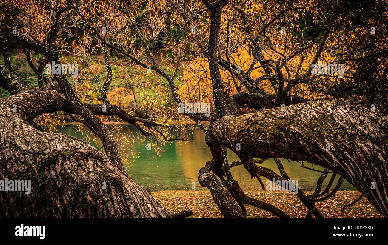 Che arriva a Wanaka Tree Foto Stock