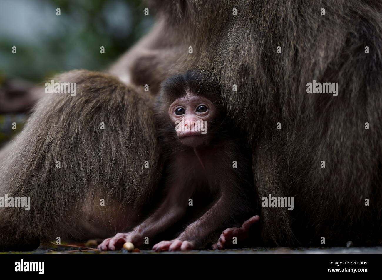 La curiosa piccola scimmia. Isola di Yakushima, Giappone: ADORABILI immagini di una piccola scimmia che sbircia fuori dal comfort del corpo della sua mamma sono state captu Foto Stock