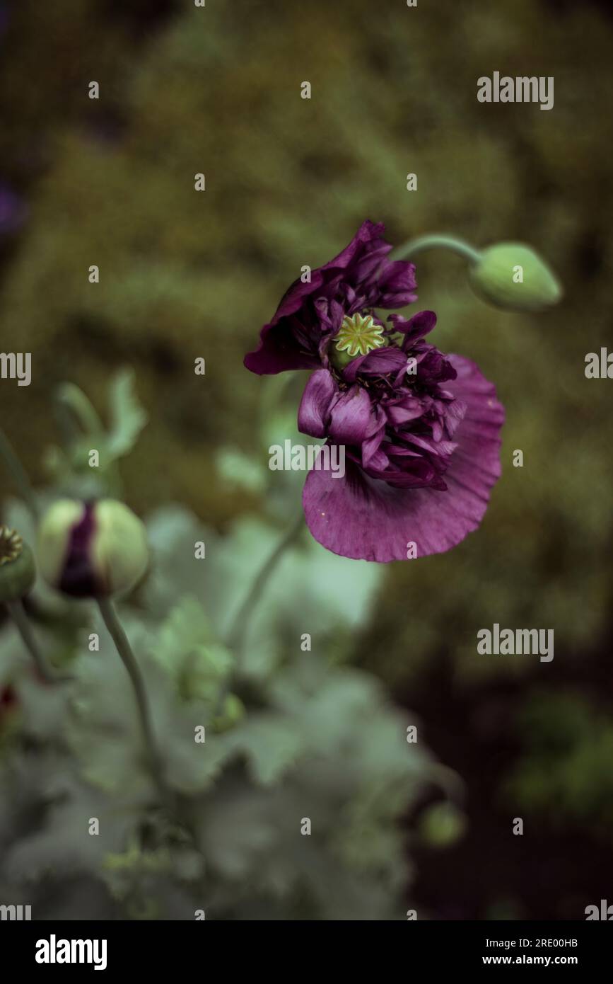 Fiore porpora con dettagli macro in giardino Foto Stock