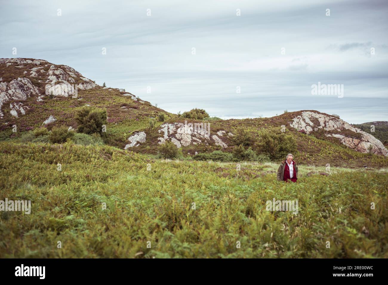 l'uomo in pensione cammina attraverso le felci nella remota costa occidentale della scozia Foto Stock