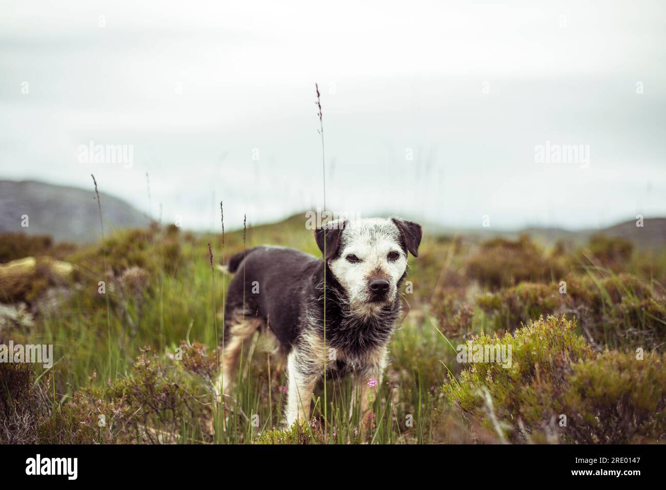 cane seduto pesca con la mosca sul lago nelle remote montagne della scozia Foto Stock