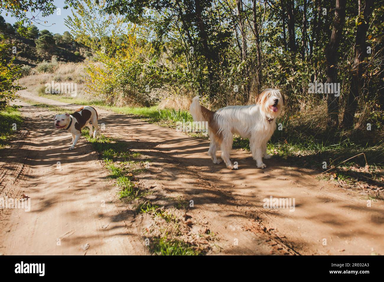 Due cani bianchi e marroni che giocano in campagna, pastore, bulldog Foto Stock