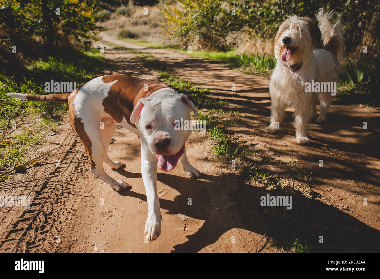Due cani bianchi e marroni che giocano in campagna Foto Stock