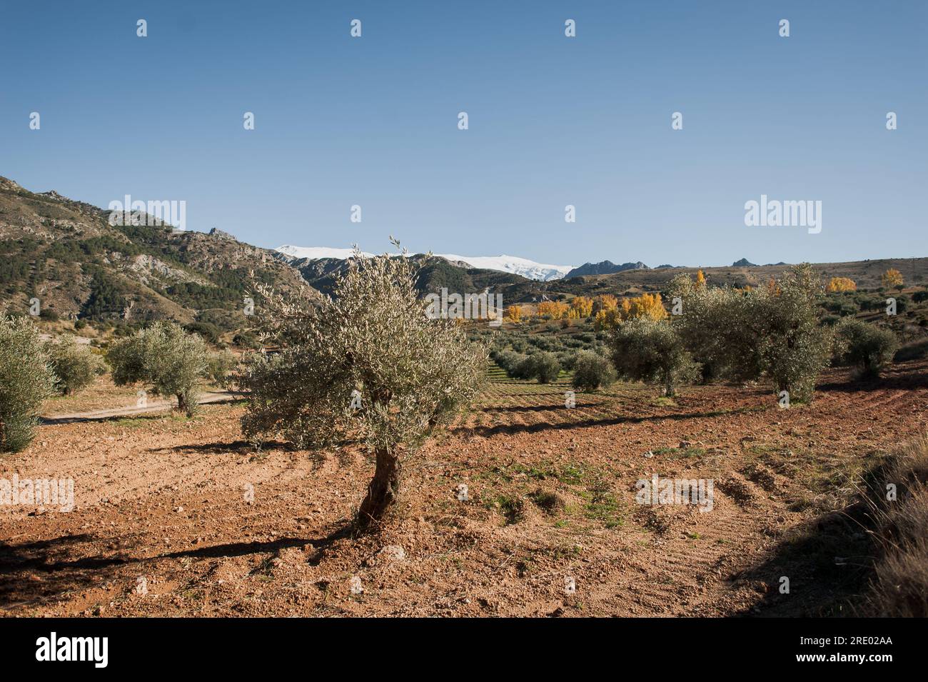 Frutteto di olivi spagnolo in primavera sulle montagne innevate Foto Stock