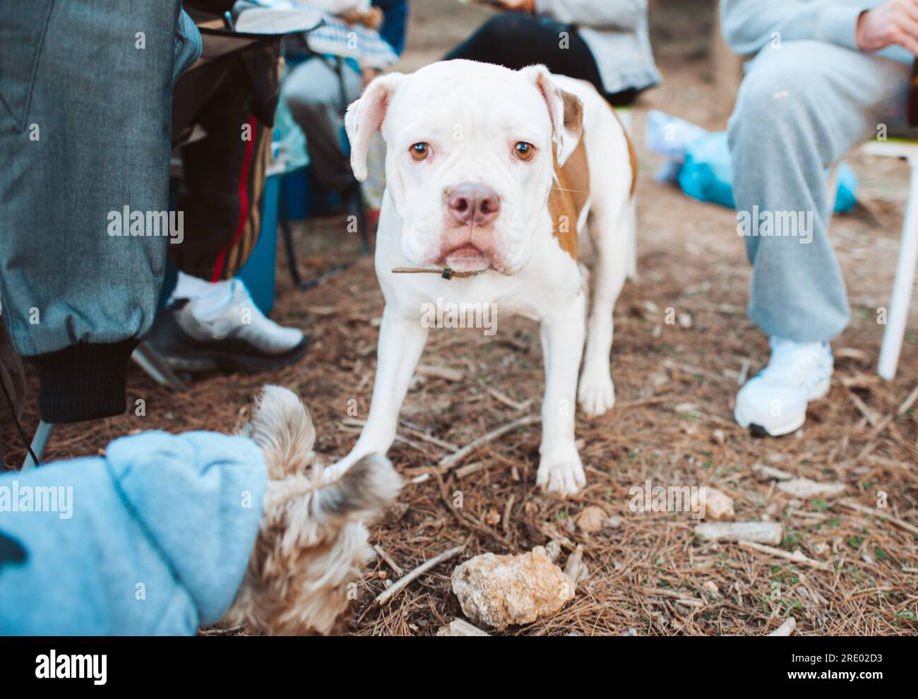 Cane bianco e marrone in campeggio con un gruppo di amici Foto Stock