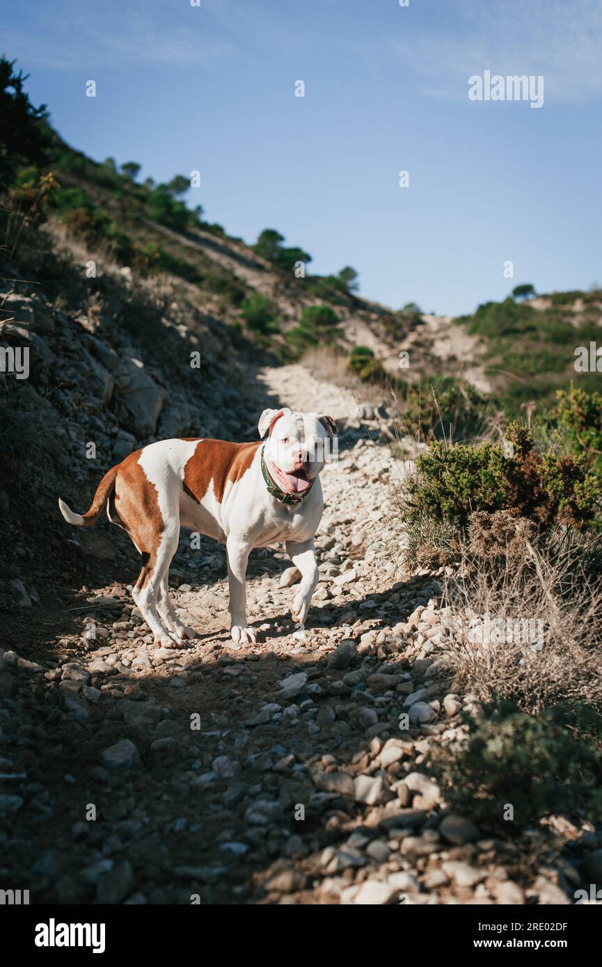 Bulldog americano bianco e marrone che gioca in montagna nelle giornate di sole Foto Stock