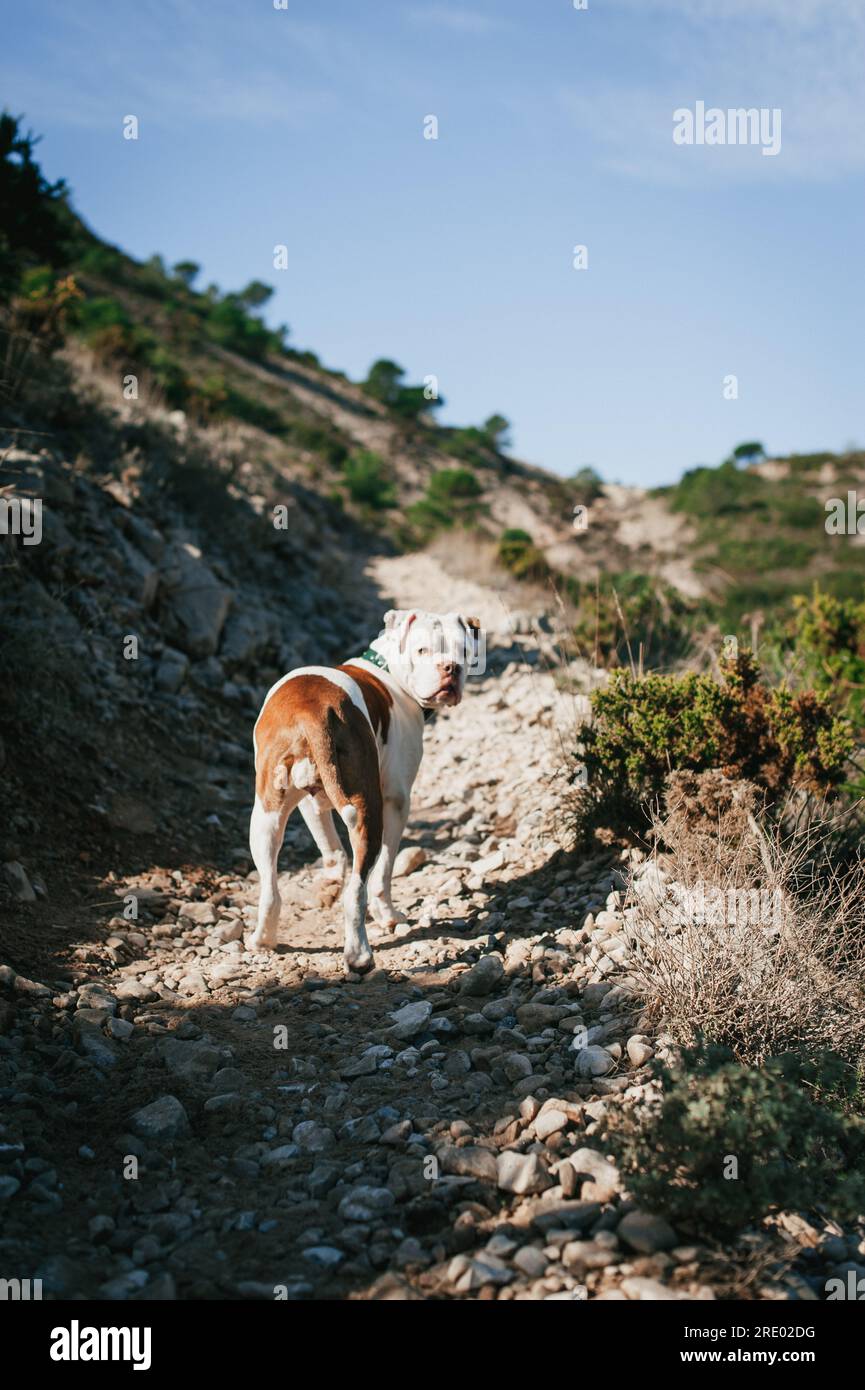 Bulldog americano marrone e bianco che guarda la macchina fotografica in montagna Foto Stock