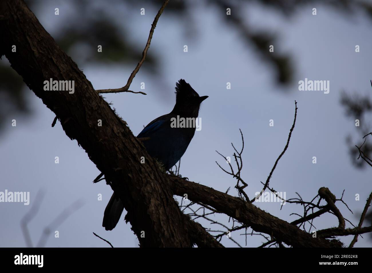 Steller's Jay, originario del Nord America occidentale, è un uccello suggestivo noto per il suo piumaggio blu profondo e la caratteristica cresta nera. Questo captu fotografico stock Foto Stock