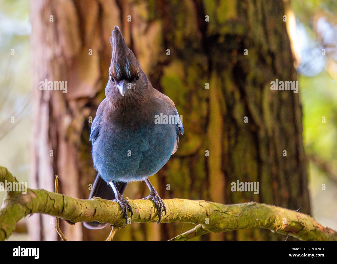 Steller's Jay, originario del Nord America occidentale, è un uccello suggestivo noto per il suo piumaggio blu profondo e la caratteristica cresta nera. Questo captu fotografico stock Foto Stock