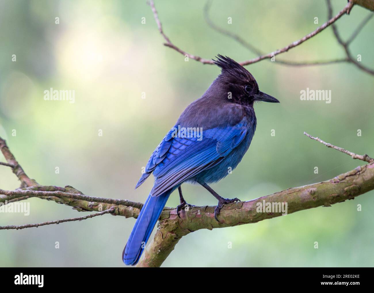 Steller's Jay, originario del Nord America occidentale, è un uccello suggestivo noto per il suo piumaggio blu profondo e la caratteristica cresta nera. Questo captu fotografico stock Foto Stock